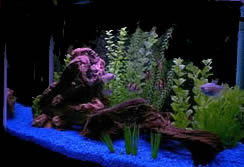 Glow rocks and pebbles in aquarium